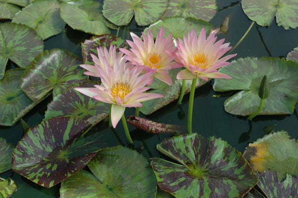 'Verena' - Sunset Tropical Lily (Bare Root)