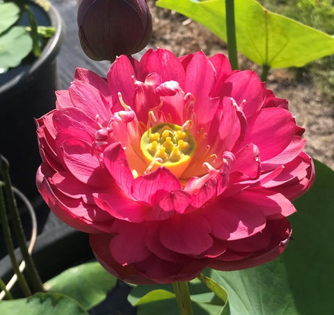 'Deepest Loving' Lotus - Multi Petal Red (Bare Root Tuber) - Min Qty. 3 Per Variety