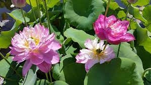 'Holy Fire' Lotus - Multi Petal Pink (Bare Root Tuber) - Min Qty. 2 Per Variety