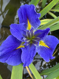 Iris Louisiana 'Blue Mystery' (Bare Root) - Minimum Qty. 5 Per Variety