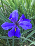 Iris Louisiana 'Clyde Redmond' (Bare Root) - Minimum Qty. 5 Per Variety