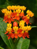 Asclepias Curassavica 'Mexican Butterfly' Plant (Bare Root) - Minimum Qty. 6 Per Variety