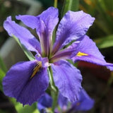Iris Louisiana 'Clyde Redmond' (Bare Root) - Minimum Qty. 5 Per Variety