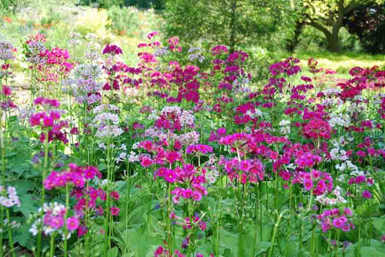 Primula Japonica 'Japanese Primrose' (Bare Root) - Minimum Qty. 6 Per Variety