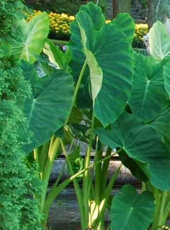 Colocasia Esculenta 'Green Taro' Elephant Ear (Bare Root) - Minimum Order Qty. 3 Per Variety