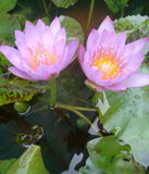 'Key Largo' - Lavender Blue Day Blooming Tropical Lily (Bare Root)