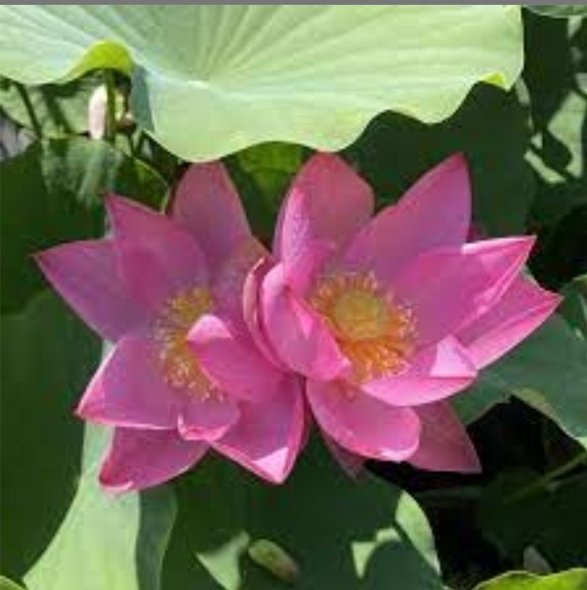 'Flame Clouds' Lotus - Slight Red (Bare Root Tuber) - Min Qty. 2 Per Variety