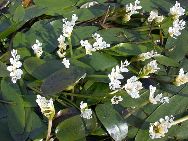 Aponogeton Distachyus 'Water Hawthorne' (Bare Root) - Minimum Qty. 6 Per Variety *WINTER BLOOMER