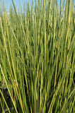 Baumea Rubiginosa Variegata 'Variegated Striped Rush' (Bare Root) - Minimum Qty. 5 Per Variety