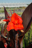 Canna 'Australia' (Bare Root) - Minimum Qty. 4 Per Variety (POPULAR)
