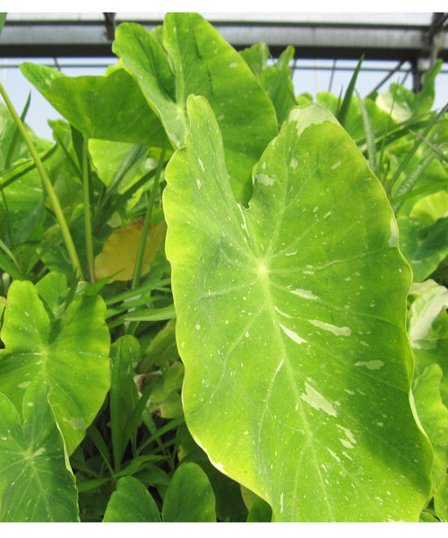 Colocasia Esculenta 'Elepaio' (Varigated Taro) (Bare Root) - Minimum Order Qty. 3 Per Variety