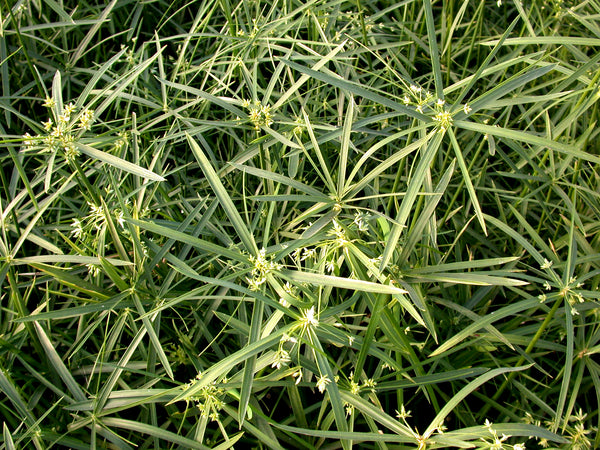Cyperus Alternifolius Gracilis 'Dwarf Umbrella Palm' (Bare Root) - Minimum Order Qty. 5 Per Variety