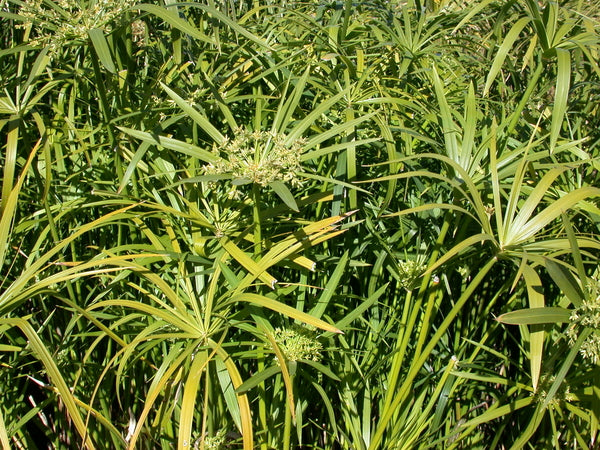 Cyperus Alternifolius 'Umbrella Palm' (Bare Root) - Minimum Order Qty. 5 Per Variety