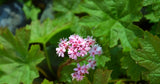 Darmera Peltata - 'Indian Rhubarb' (Bare Root) - Minimum Qty. 5 Per Variety