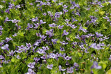 Lindernia Grandiflora 'Blue Moneywort' (Bare Root) - Minimum Qty. 6 Per Variety