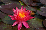 Wanvisa - Pink/Orange/Yellow Hybrid Hardy Lily (Bare Root) - Minimum Qty. 2 Per Variety
