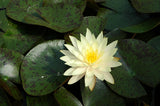 Texas Dawn - Large Yellow Hardy Lily (Bare Root) - Minimum Qty. 3 Per Variety
