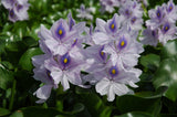 Water Hyacinth (Eichhornia Crassipes) - Minimum Order Qty. 6