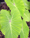 Colocasia Esculenta 'Elena' Chartreuse Yellow Taro (Bare Root) - Minimum Order Qty. 5 Per Variety
