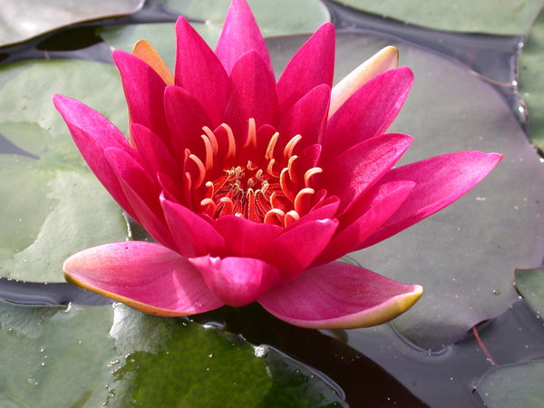 Escarboucle (Aka Aflame) - Red Hardy Lily (Bare Root) - Minimum Qty. 3 Per Variety