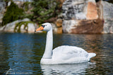 Aquascape Floating Swan Decoy (Coming Soon)