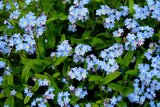 Myosotis Scirpoidis 'Blue Forget-Me-Not' (Bare Root) - Minimum Qty. 5 Per Variety