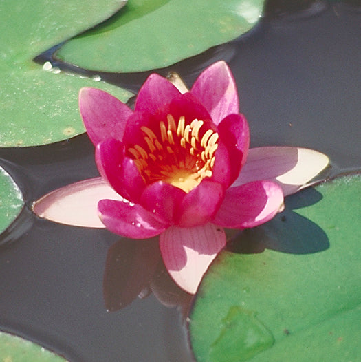 Froebeli - Small Red Hardy Lily (Bare Root) - Minimum Qty. 3 Per Variety