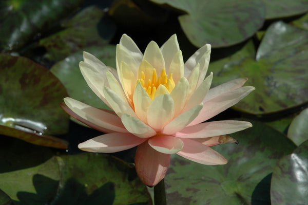 Georgia Peach - Peach Hardy Lily (Bare Root) - Minimum Qty. 3 Per Variety