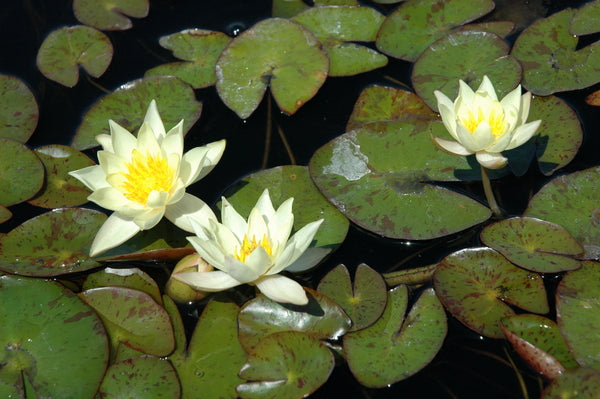 'Helvola Pygmy' - Tiny Yellow Hybrid Hardy Lily (Bare Root) - Minimum Qty. 3 Per Variety