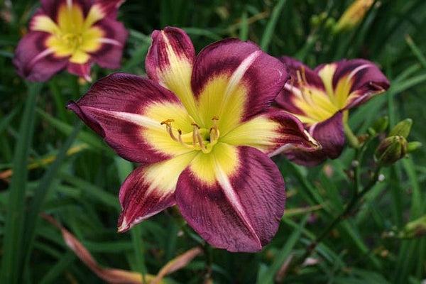 Hemerocallis 'Night Beacon' (Bare Root) - Minimum Qty. 6 Per Variety