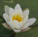 Hermine - White Hardy Lily (Bare Root) - Minimum Qty. 3 Per Variety