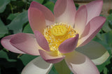 'Hindu' Lotus - Single Light Pink to Cream (Bare Root Tuber) - Min Qty. 2 Per Variety