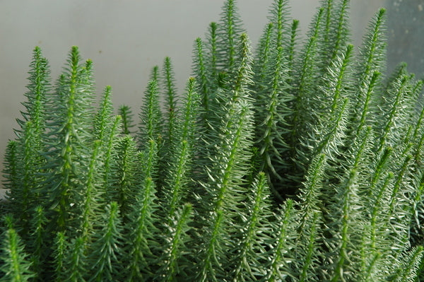 Hippuris Vulgaris 'Mare's Tail' (Bare Root) - Minimum Qty. 5 Per Variety