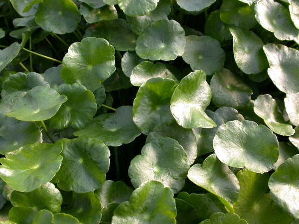Hydrocotyle Bonariensis 'Giant Pennywort' (Bare Root) - Minimum Qty. 6 Per Variety