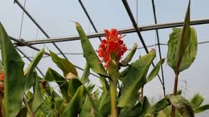 Hedychium Greenei 'Red Himalayan Ginger' (Bare Root) - Minimum Qty. 5 Per Variety