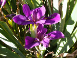 Iris Louisiana 'Black Gamecock' Dark Purple (Bare Root) - Minimum Qty. 5 Per Variety