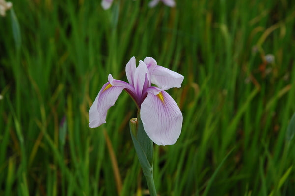 Iris Ensata 'Rose Queen' (Bare Root) - Minimum Qty. 5 Per Variety