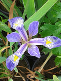 Iris Versicolor 'Blue Flag' (Bare Root) - Minimum Qty. 5 Per Variety
