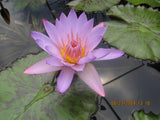 'Key Largo' - Lavender Blue Day Blooming Tropical Lily (Bare Root)