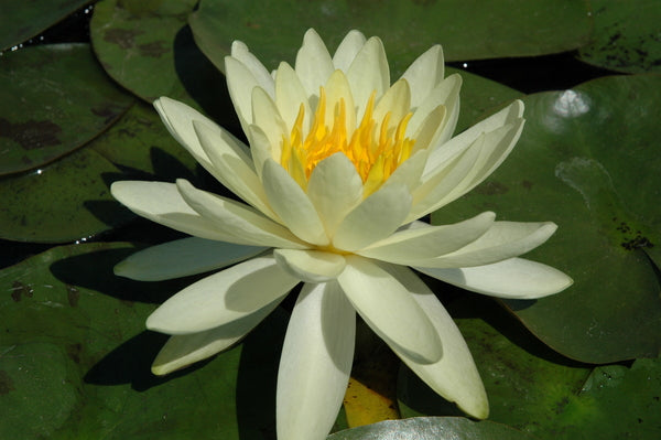 Lemon Mist - Yellow Hardy Lily (Bare Root) - Minimum Qty. 3 Per Variety