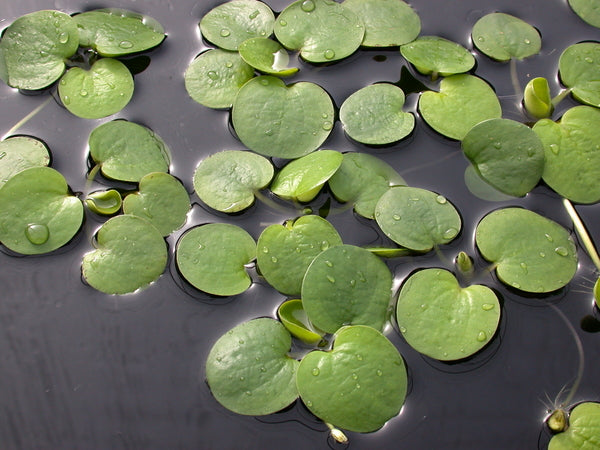 American Frogbit (Limnobium Spongia) - Minimum Order Qty. 6