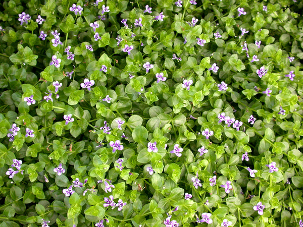 Lindernia Grandiflora 'Blue Moneywort' (Bare Root) - Minimum Qty. 6 Per Variety