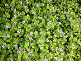 Lindernia Grandiflora 'Blue Moneywort' (Bare Root) - Minimum Qty. 6 Per Variety