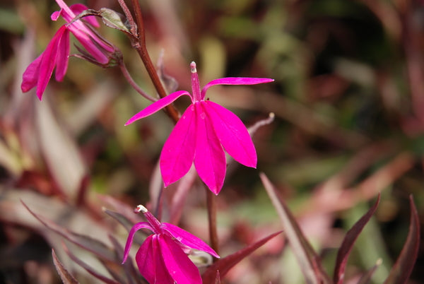 Lobelia 'Pacific Beauty' (Bare Root) - Minimum Qty. 5 Per Variety