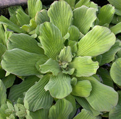 Jurassic Water Lettuce (Pistia Stratiotes 'Jurassic')