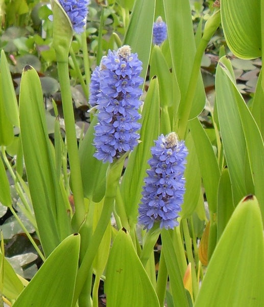Pontederia Lanceolate 'Giant Pickerel Rush' (Bare Root) - Minimum Order Qty. 5