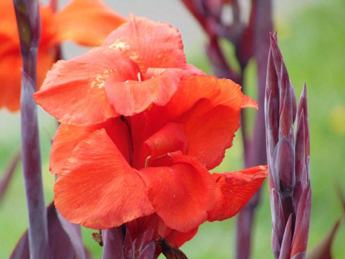 Canna 'Australia' (Bare Root) - Minimum Qty. 3 Per Variety (POPULAR)
