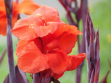 Canna 'Australia' (Bare Root) - Minimum Qty. 4 Per Variety (POPULAR)