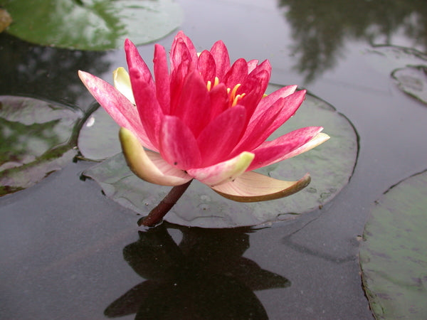 Steven Strawn - Orange & Red Hardy Lily (Bare Root) - Minimum Qty. 3 Per Variety