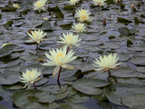 Texas Dawn - Large Yellow Hardy Lily (Bare Root) - Minimum Qty. 3 Per Variety